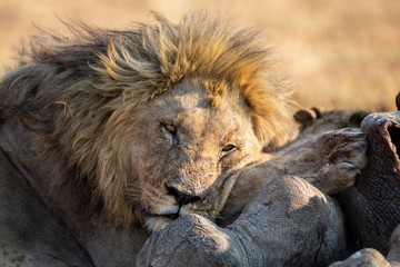 Lion male with a huge mane rest on carcass it has eaten