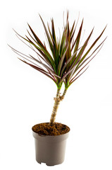 Dracaena plant in front on white background