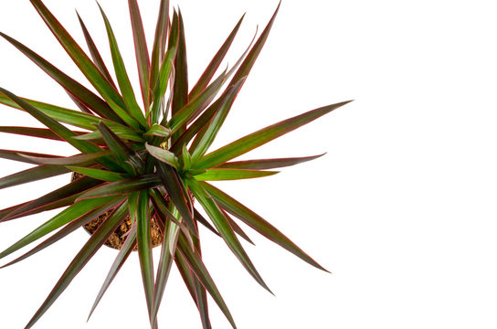 Dracaena Plant Top View On White Background