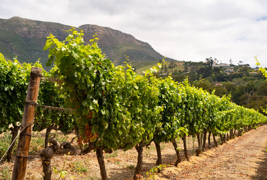 Weingebiet Südafrica Kapstadt 