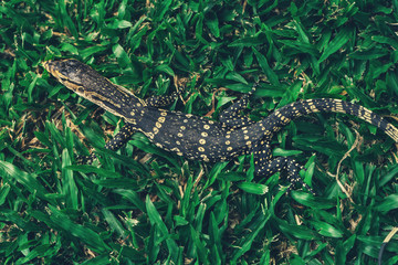 Asian Baby water monitor lizard in park