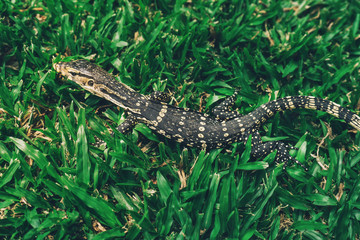 Asian Baby water monitor lizard in park