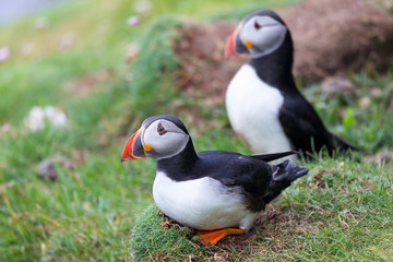 Two Puffins on Shetland Island resting on green grass of sea cliff