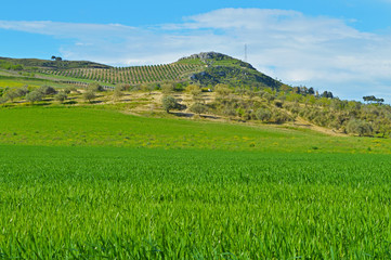 Beautiful Green Hay Field, Sicilian Landscape, Mazzarino, Caltanissetta, Italy, Europe