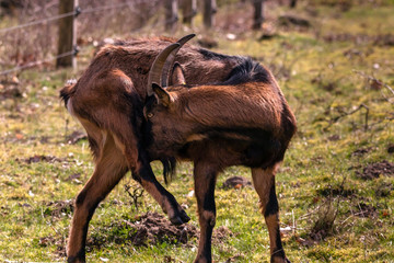 Bunte deutsche Edelziege beim putzen