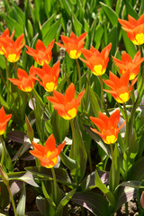 Spring. Tulip Juan,  bulbous perennial with bronze-marked leaves and bowl-shaped orange-red...
