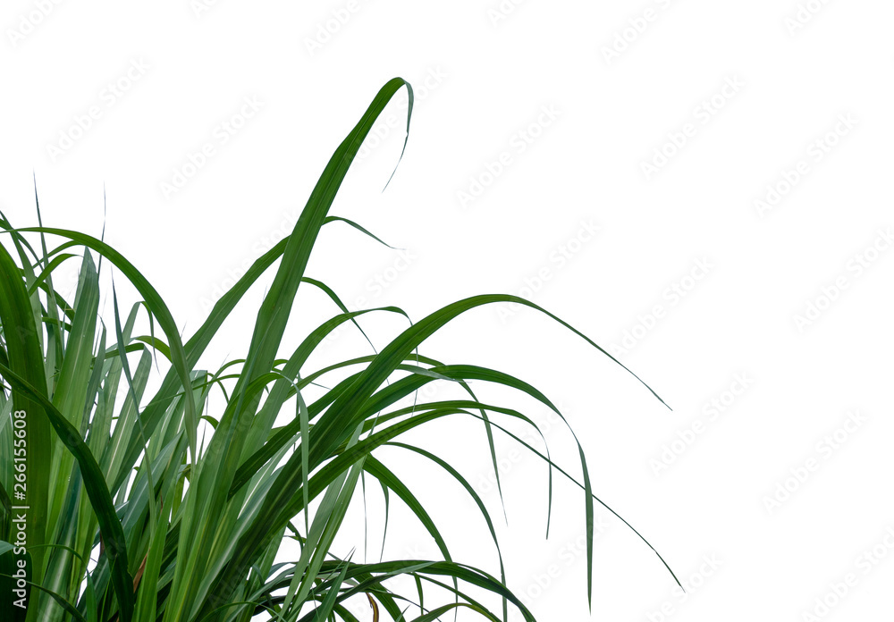 Poster sugar leaves on white background with clipping path