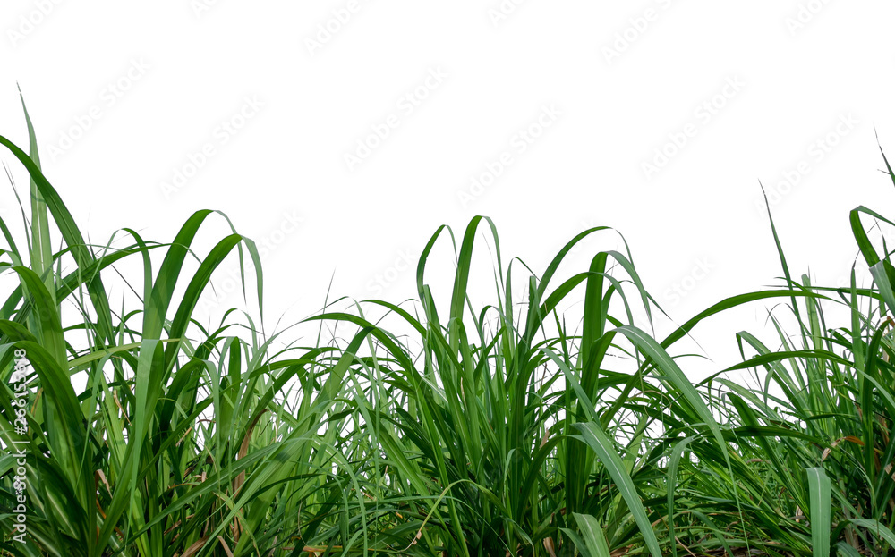 Poster sugar leaves on white background with clipping path