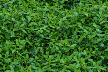 Living Backgrounds-Vinca minor Groundcover with Rain Drops-Closeup