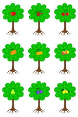 Set of different cartoon fruit trees with ripe fruits and roots isolated on white background. Sign for juice, jam, marmalade. Garden trees collection vector illustration.
