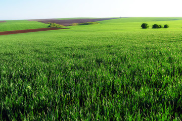 Green wheat fields. Agricultural land. Treated spacious field in the plane. Ploughing time.