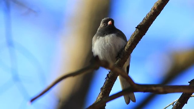 junco ardois&eacute;