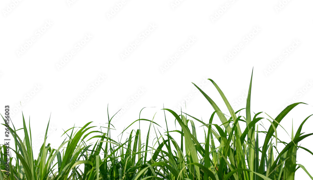 Poster sugar leaves on white background with clipping path