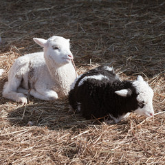 Black and white lambs, square photo