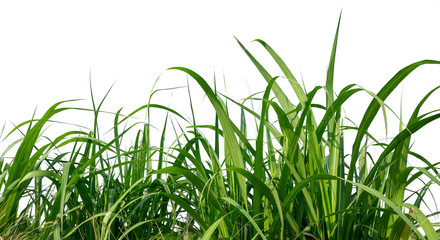 sugar leaves on white background with clipping path 