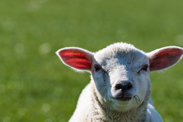 Schaf auf der Wiese