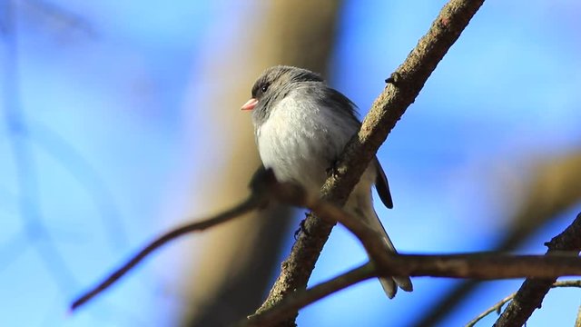 junco ardois&eacute;