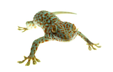 A tokay gecko clings on white background