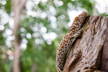 Tokay gecko clings into a tree on green blurred background