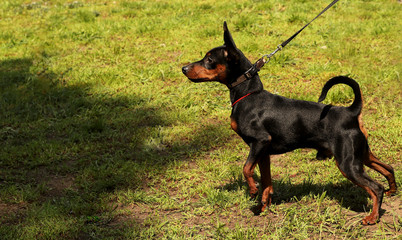 Energetic dwarf pinscher in the meadow. Street photo. Cropped shot, horizontal, outdoors, side...