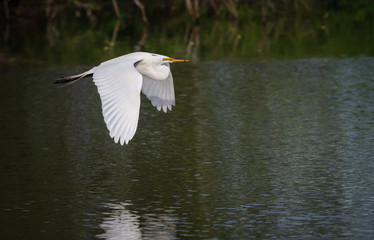 Fototapeta na wymiar Beautiful white egret carries nesting material to rookery