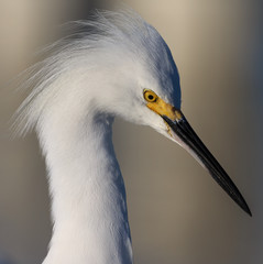 Beautiful profile of snowy white egret inFlorida