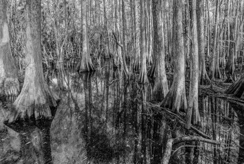 Beutiful cypress trees reflect in water of the Everglades in Black & White