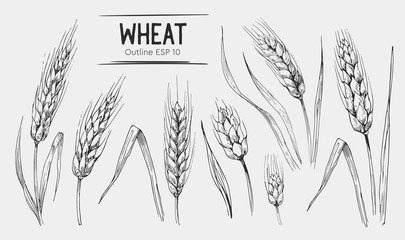 Wheat ears set. Hand drawn illustration.Ounline with transparent background. - obrazy, fototapety, plakaty