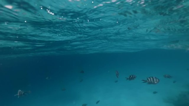 Lot of striped black and white fish swim in front of the camera under water. Yachts and wooden boats on the background.  Underwater split screen footage.