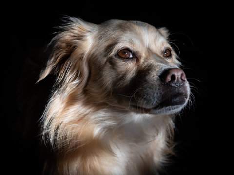 Balou Bilder Durchsuchen 102 Archivfotos, und Videos