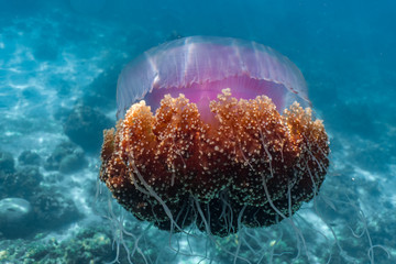 Beautiful cauliflower jellyfish closeup of its arms and tiny stingers
