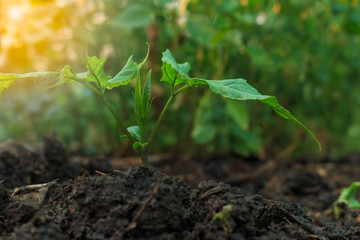 Young plant growing in sunshine on a nature background