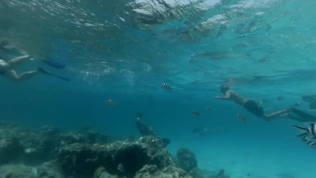 Tourists with a snorkelling masks swim and dive among black and white striped fish around a coral reef on the ocean floor. Underwater footage.