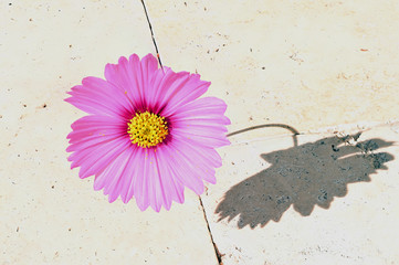 Flower in paver