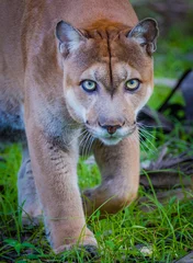 Fototapete Rund florida panther walks toward camera © Jo