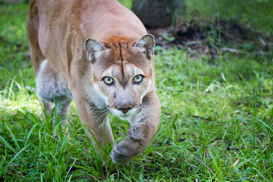 Florida Panther Images – Browse 732 Stock Photos, Vectors, and Video | Adobe Stock Florida Panther Images – Browse 732 Stock Photos, Vectors, and Video | Adobe Stock