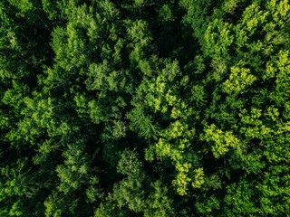 Aerial top view of green trees in the forest