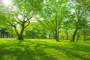 Green park in the morning