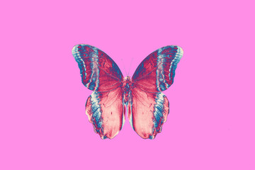 color butterfly on pink background