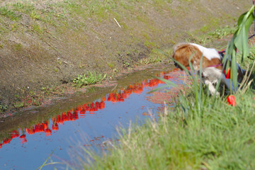 A field of red tulips is reflected in the calm water of a canal for watering in Holland