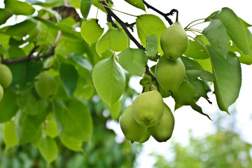 Fresh fruits in small garden morning time