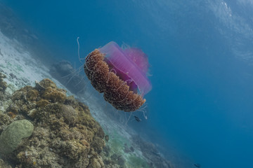 Beautiful cauliflower jellyfish in a shallow reef. The Cauliflower Jellyfish is found in the...
