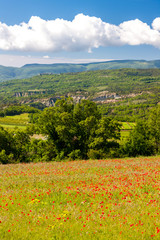 meadow with poppies, Provence, France