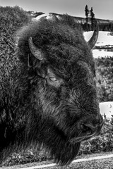 Buffalo Portrait in Yellowstone National Park.