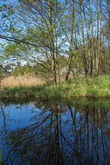 Obraz premium view into a green forest with water