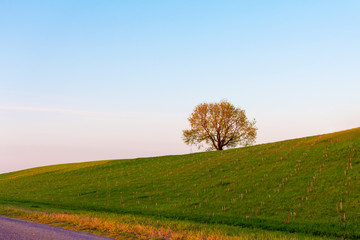 minimal surreal green tree on a hill in nature during dawn, sunrise, symbol of life