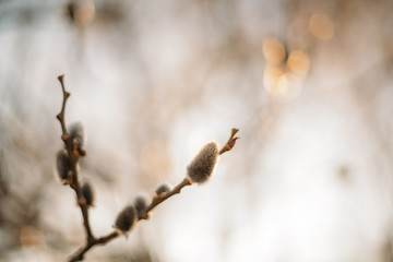 A willow twig with buds in the sun. Close-up © Anna