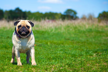 Pug dog stands on green grass.
