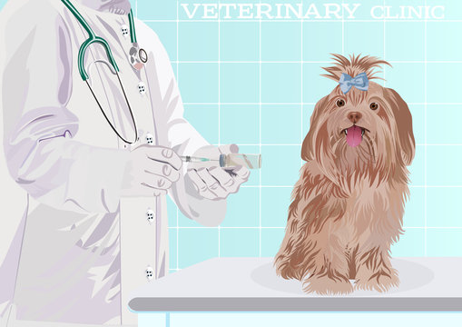Veterinarian doctor. Dog on examination table in vet clinic. Vector cartoon illustration. Pets health care background.
