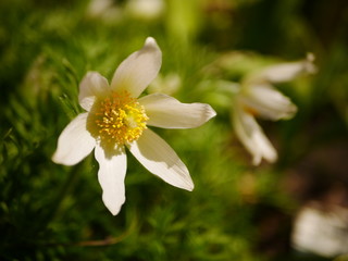 Closeup of a white pasqueflower (pulsatilla)